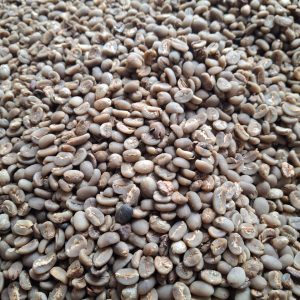 Green Bean Arabica Toraja Sapan defect 11-12% 1 Kg